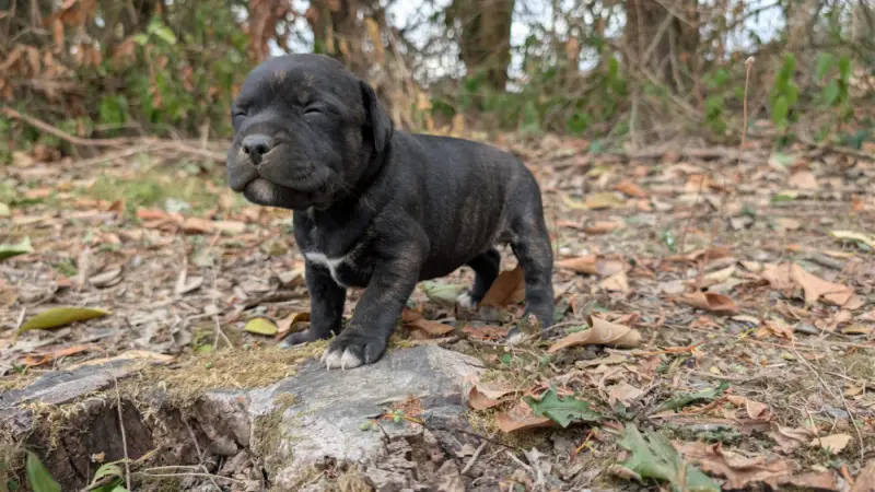Portée de Staffordshire bull terrier, élevage Du Domaine du Clan d'Ors