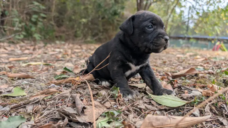 Portée de Staffordshire bull terrier, élevage Du Domaine du Clan d'Ors