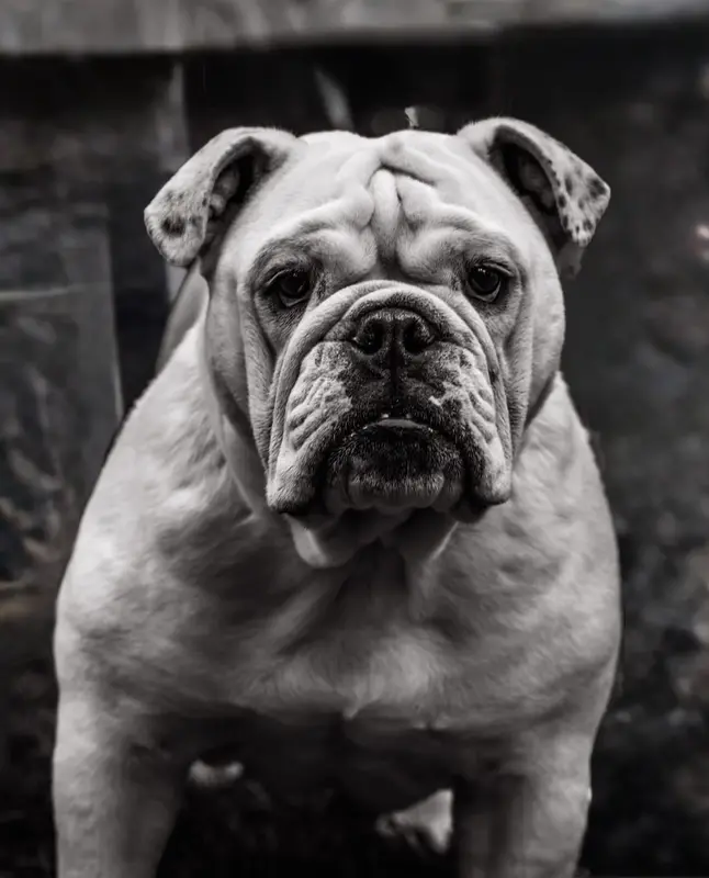Photo de l'élevage Breizh Bully
