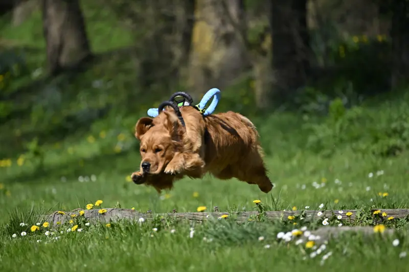 Père de la portée de Golden retriever, élevage Du Pays Pourpre