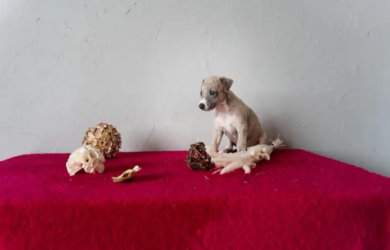 Chiot, Whippet, élevage Du Croquet des Danebury's
