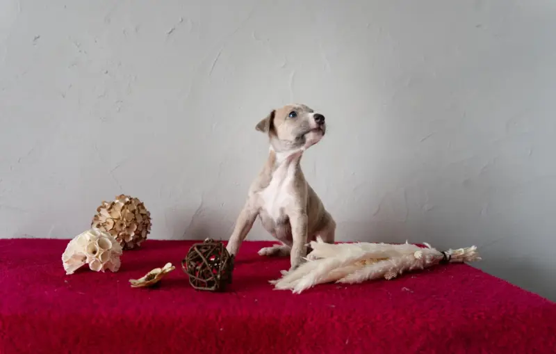 Portée de Whippet, élevage Du Croquet des Danebury's