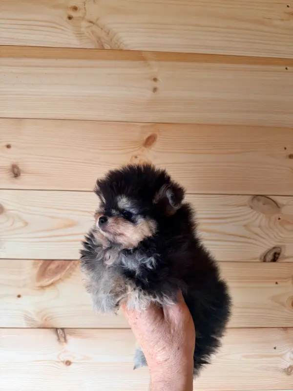 Chiot, Spitz allemand, élevage Domaine du Diamant Bleu