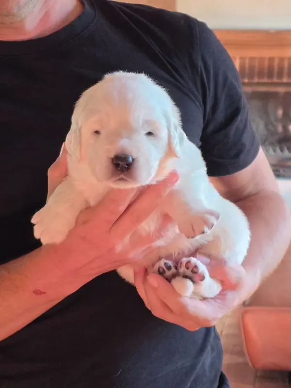 Portée de Chien de berger des Tatras, élevage De l'Orri de Nomios