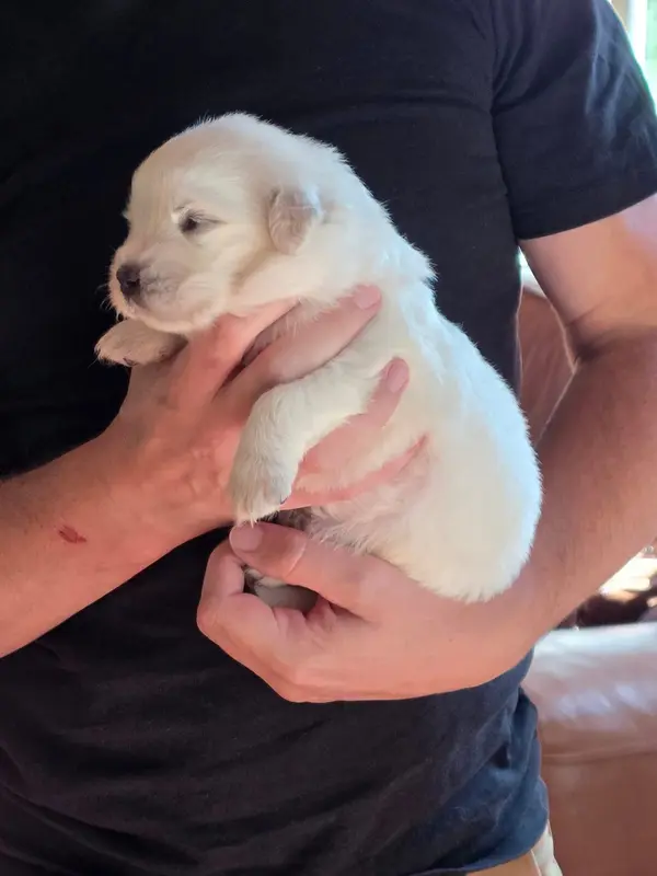 Portée de Chien de berger des Tatras, élevage De l'Orri de Nomios