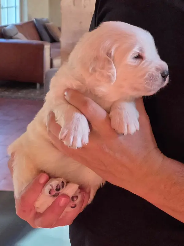 Portée de Chien de berger des Tatras, élevage De l'Orri de Nomios