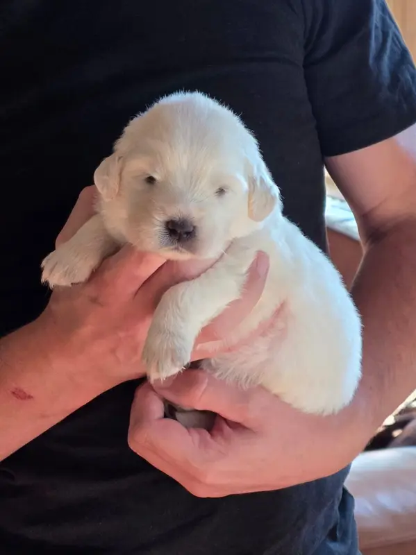 Portée de Chien de berger des Tatras, élevage De l'Orri de Nomios