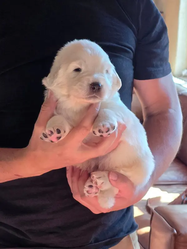 CHIOT collier rouge, Chien de berger des Tatras, élevage De l'Orri de Nomios