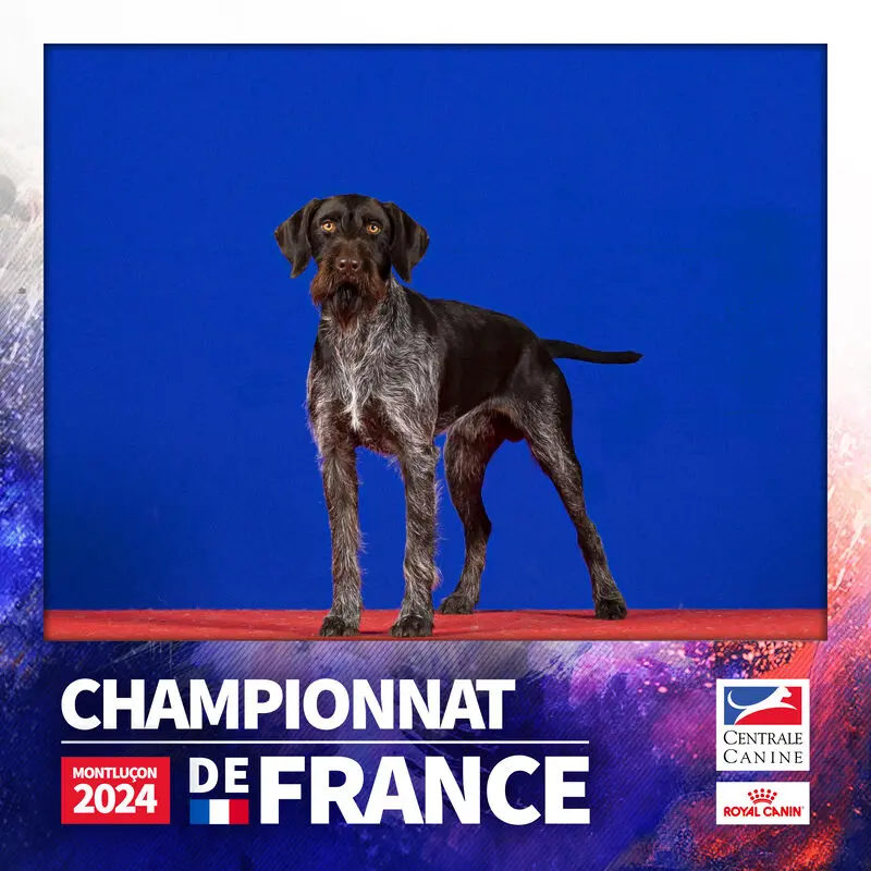 Père de la portée de Chien d'arrêt allemand à poil dur, élevage Du Sentier de la Belle des Bois