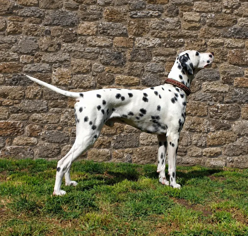 Portée de Dalmatien, élevage Du Domaine de Mahera