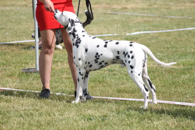 Portée de Dalmatien, élevage Du Domaine de Mahera