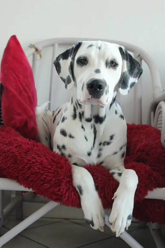 Portée de Dalmatien, élevage Du Domaine de Mahera