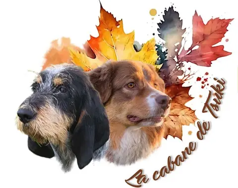 Photo de l'élevage De la Cabane de Tsuki