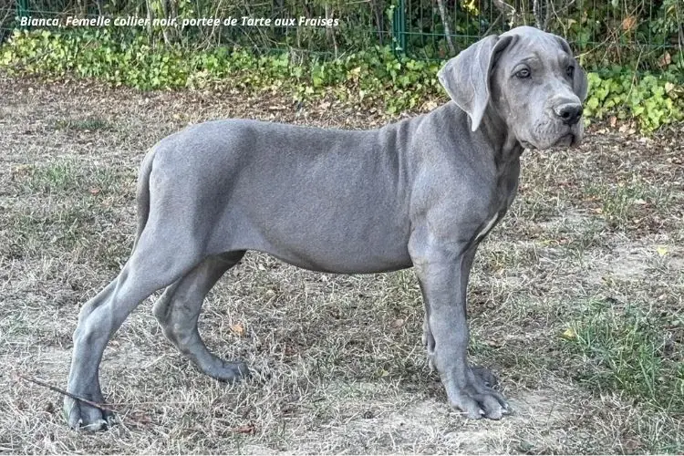Bianca - Femelle collier noir, Dogue allemand, élevage Du Clos du Bonheur