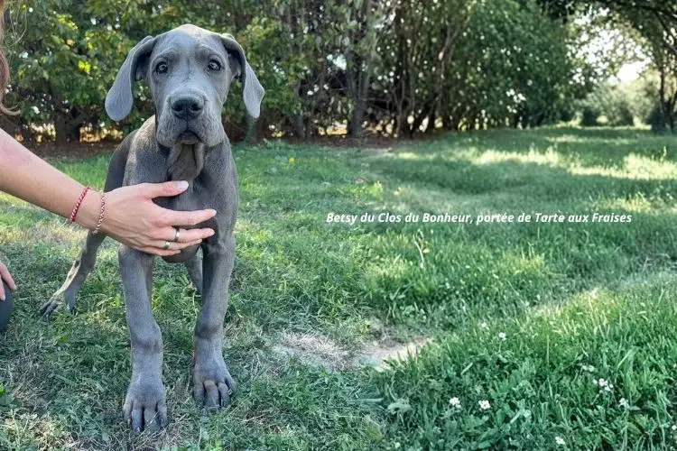 Portée de Dogue allemand, élevage Du Clos du Bonheur