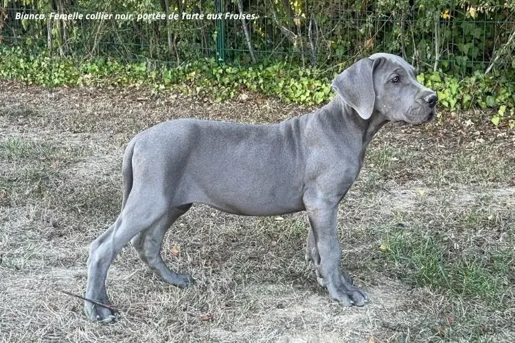 Portée de Dogue allemand, élevage Du Clos du Bonheur