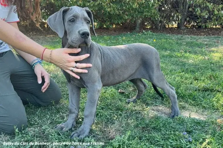 Betsy - Femelle collier kaki, Dogue allemand, élevage Du Clos du Bonheur