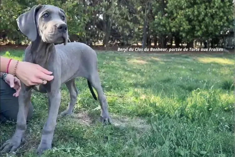 Portée de Dogue allemand, élevage Du Clos du Bonheur