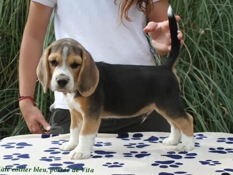 Mâle collier bleu, Beagle, élevage Du Clos du Bonheur