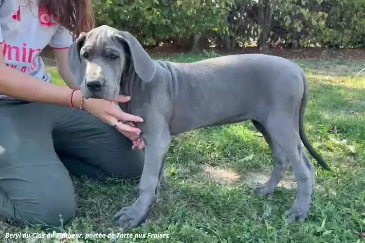 Beryl - Femelle collier blanc, Dogue allemand, élevage Du Clos du Bonheur