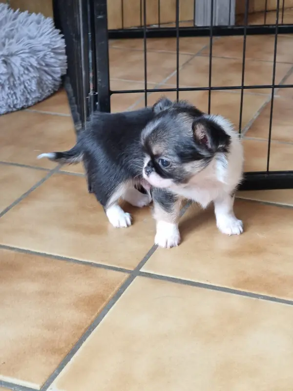 Portée de Chihuahua, élevage Du Bonheur de Kaiza