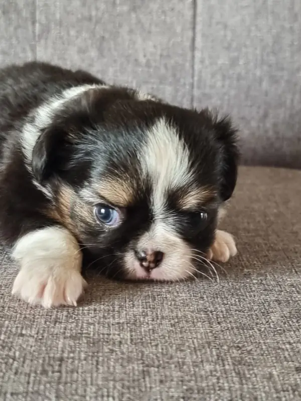 Basco (Mère Bleu), Chihuahua, élevage Du Bonheur de Kaiza