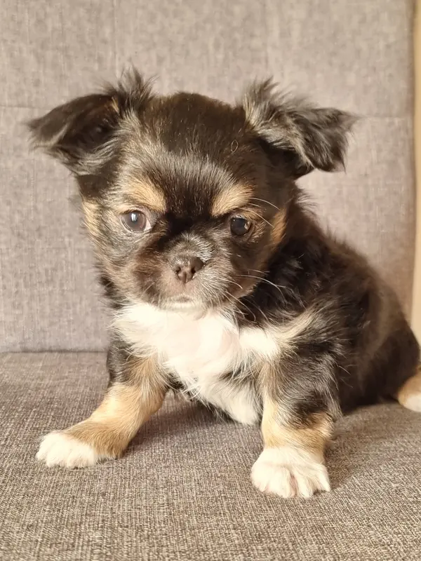 Blacko, Chihuahua, élevage Du Bonheur de Kaiza