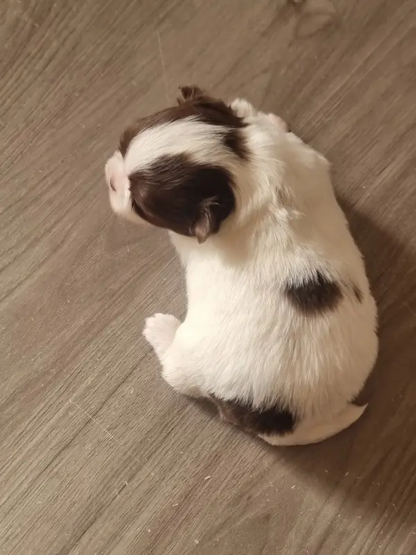 Bohème, Chihuahua, élevage Du Bonheur de Kaiza