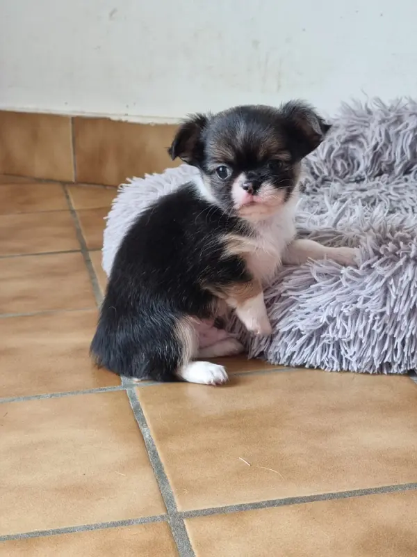 Bigy Poils Long, Chihuahua, élevage Du Bonheur de Kaiza