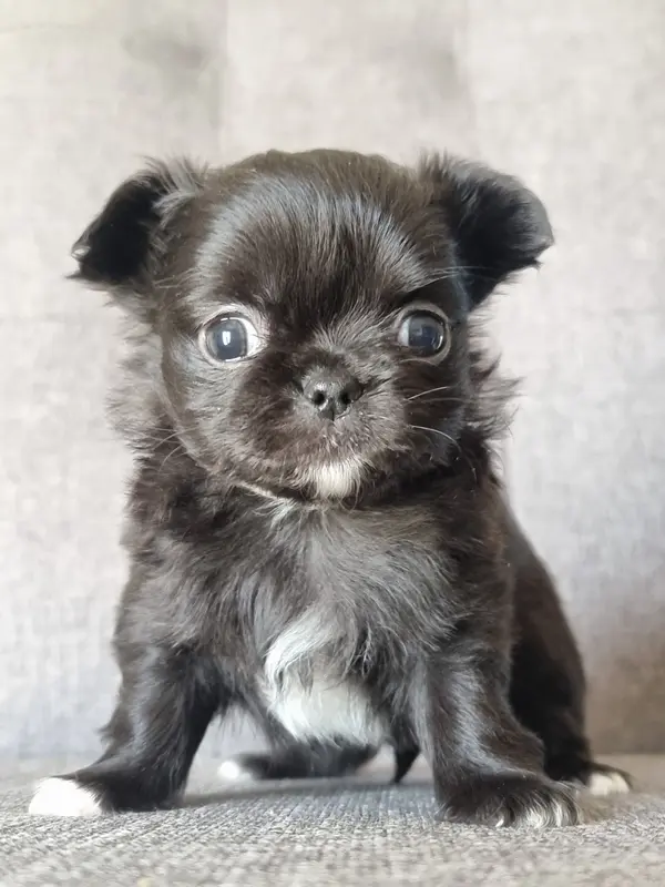 Babe, Chihuahua, élevage Du Bonheur de Kaiza