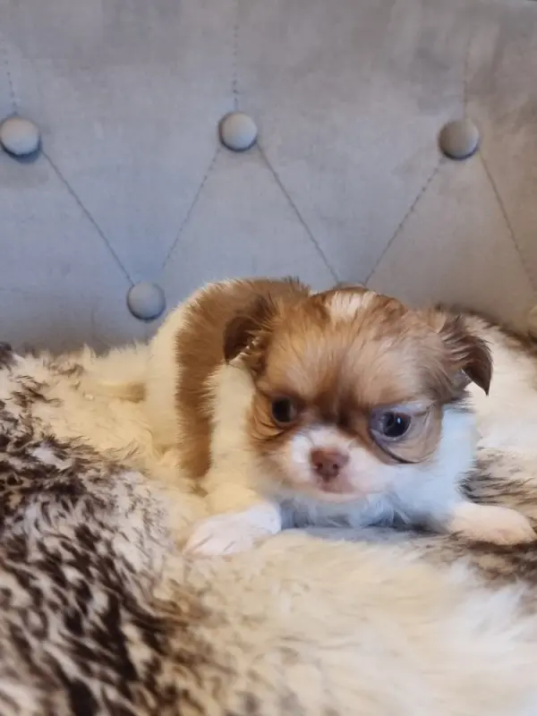 Bolt, Chihuahua, élevage Du Bonheur de Kaiza