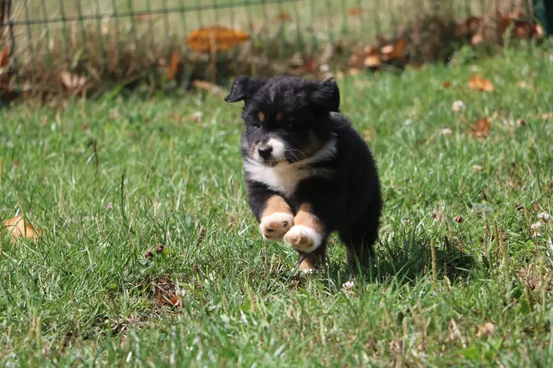 Baya, Berger australien, élevage à Bille