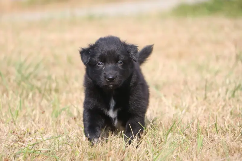 Bouba, Berger australien, élevage à Bille