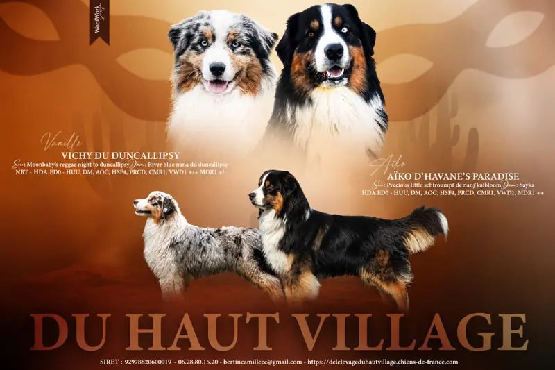 Portée de Berger australien, élevage De l'Elevage du Haut Village