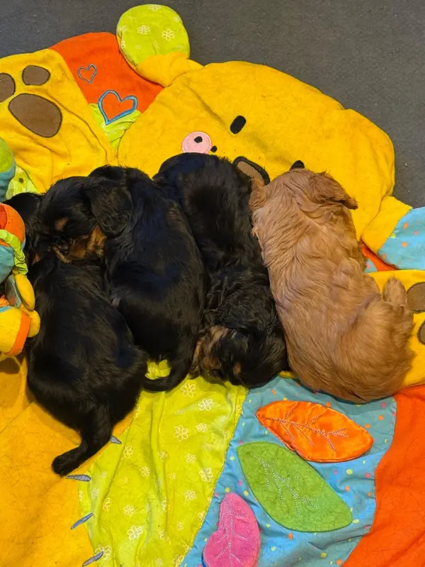 Portée de Cavalier King Charles, élevage Des Reves de Siam
