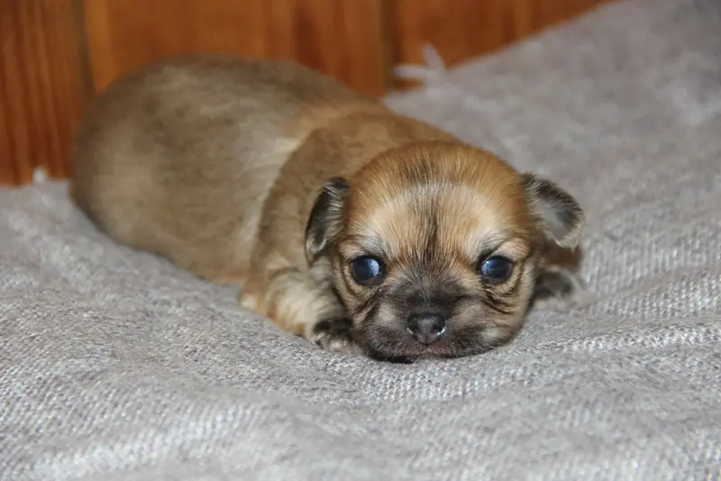 Chiot, Chihuahua, élevage De la Plaine d'Illiberis