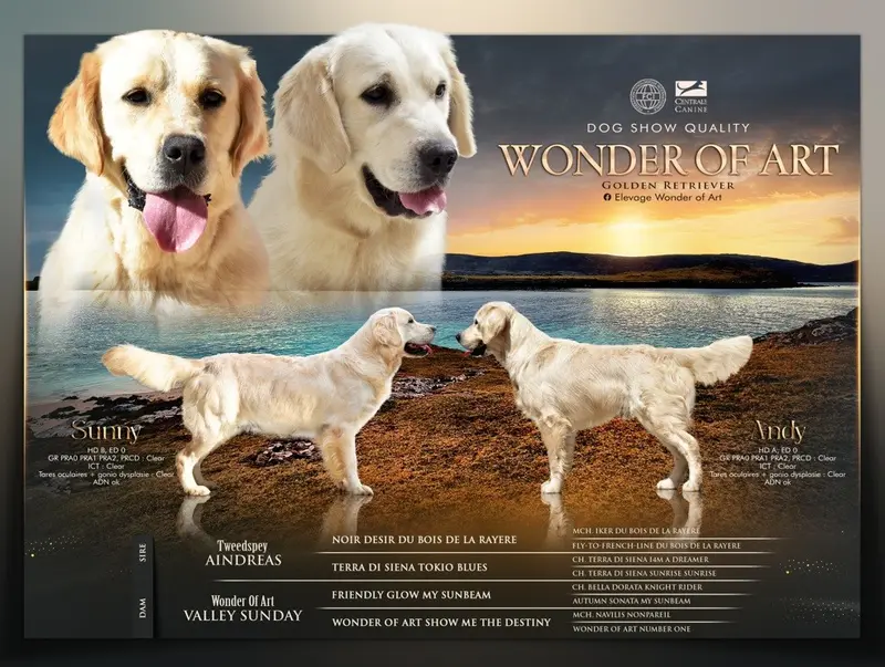 Portée de Golden retriever, élevage Wonder of Art