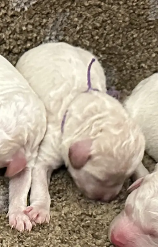 B (mâle 4), Lagotto romagnolo, élevage Des Collines de Boulegue
