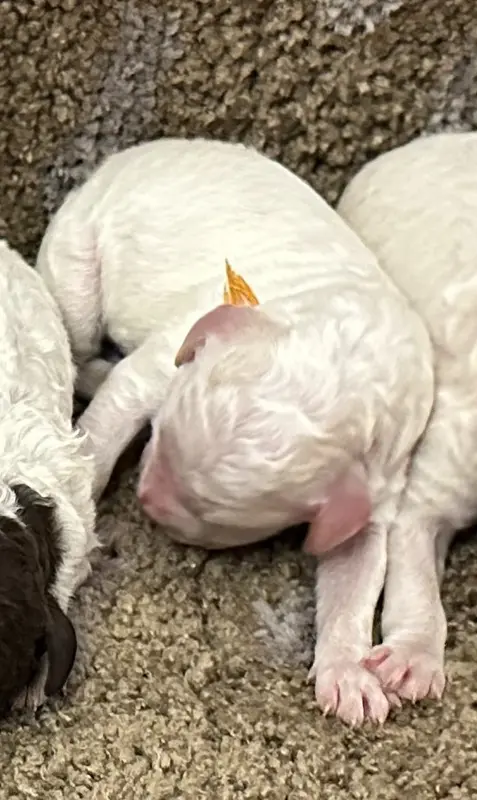 B (mâle 3), Lagotto romagnolo, élevage Des Collines de Boulegue