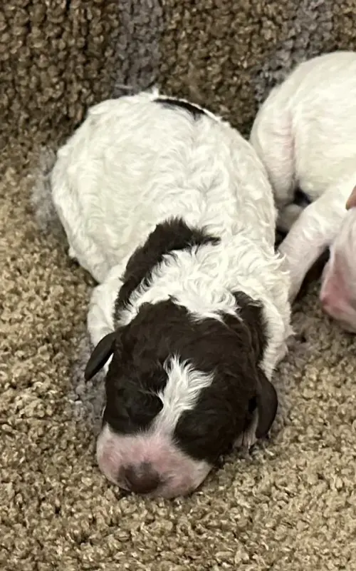 B (mâle 1), Lagotto romagnolo, élevage Des Collines de Boulegue