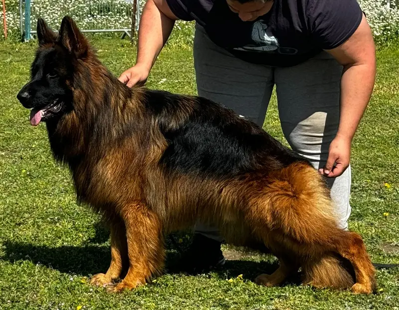 Photo de l'élevage Mille et Une Etoile