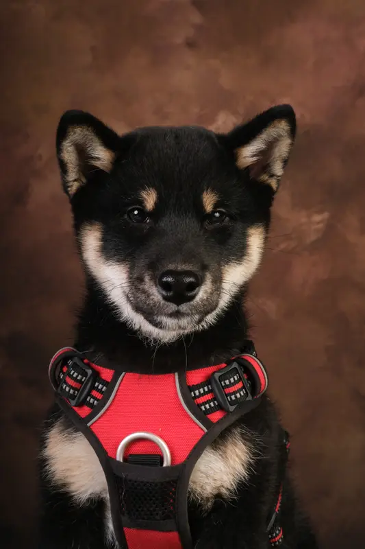 Père de la portée de Shiba inu, élevage à Saint-Pal-de-Mons