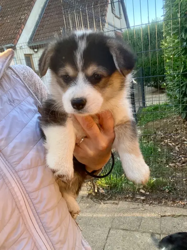 Benji du royaume d Undy, Welsh corgi Pembroke, élevage Du Royaume d'Undy