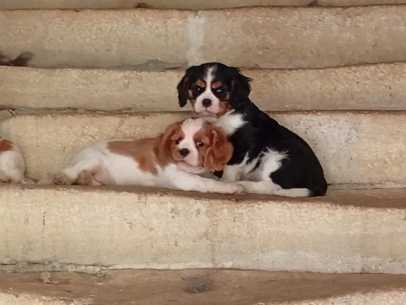 Photo de l'élevage De la Chatellenie Flori