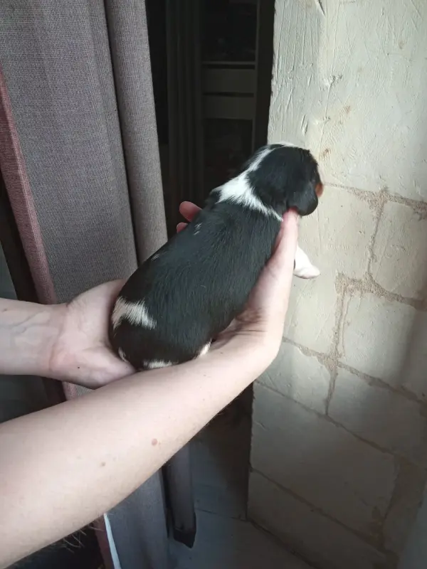 Photo de l'élevage De la Chatellenie Flori
