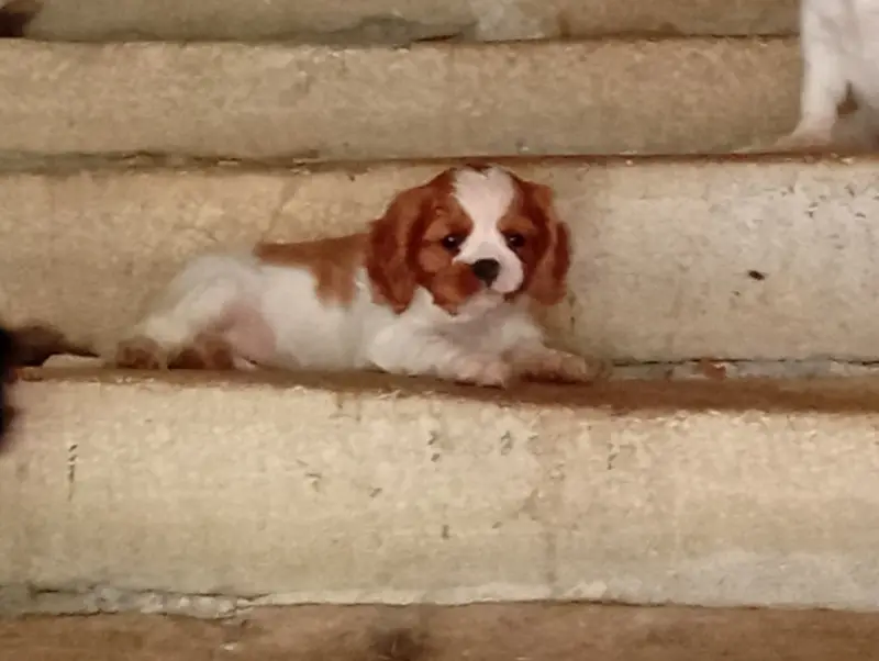 Photo de l'élevage De la Chatellenie Flori