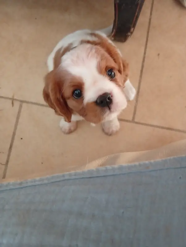 Betty boop, Cavalier King Charles, élevage De la Chatellenie Flori