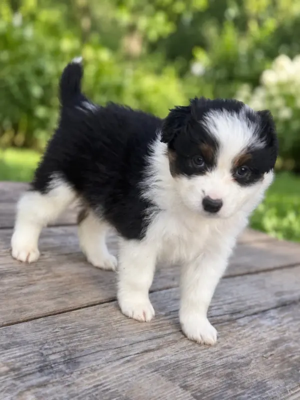 Bella, Berger australien, élevage De la Ferme des Granges du Lac