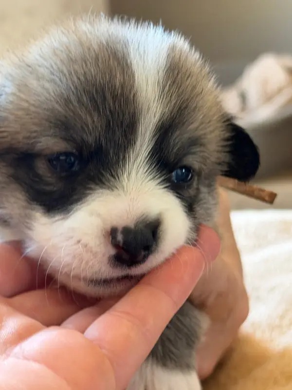 Portée de Welsh corgi Pembroke, élevage Du Royaume de l'Embellie