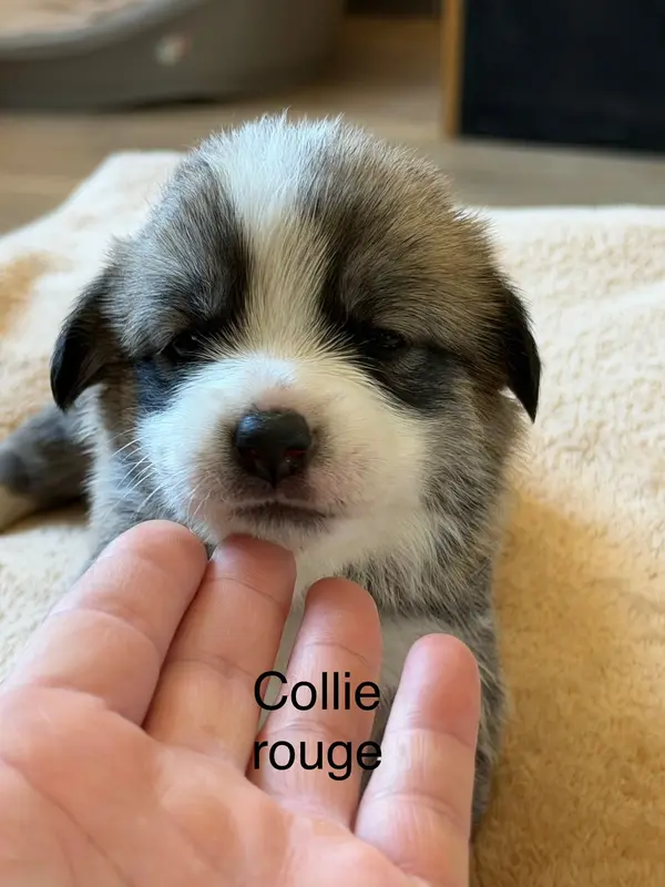 Chiot, Welsh corgi Pembroke, élevage Du Royaume de l'Embellie